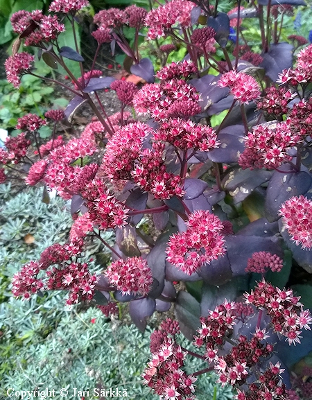Sedum 'Purple Emperor', komeamaksaruoho